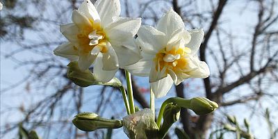 Kış dondu, Akdeniz çiçek açtı